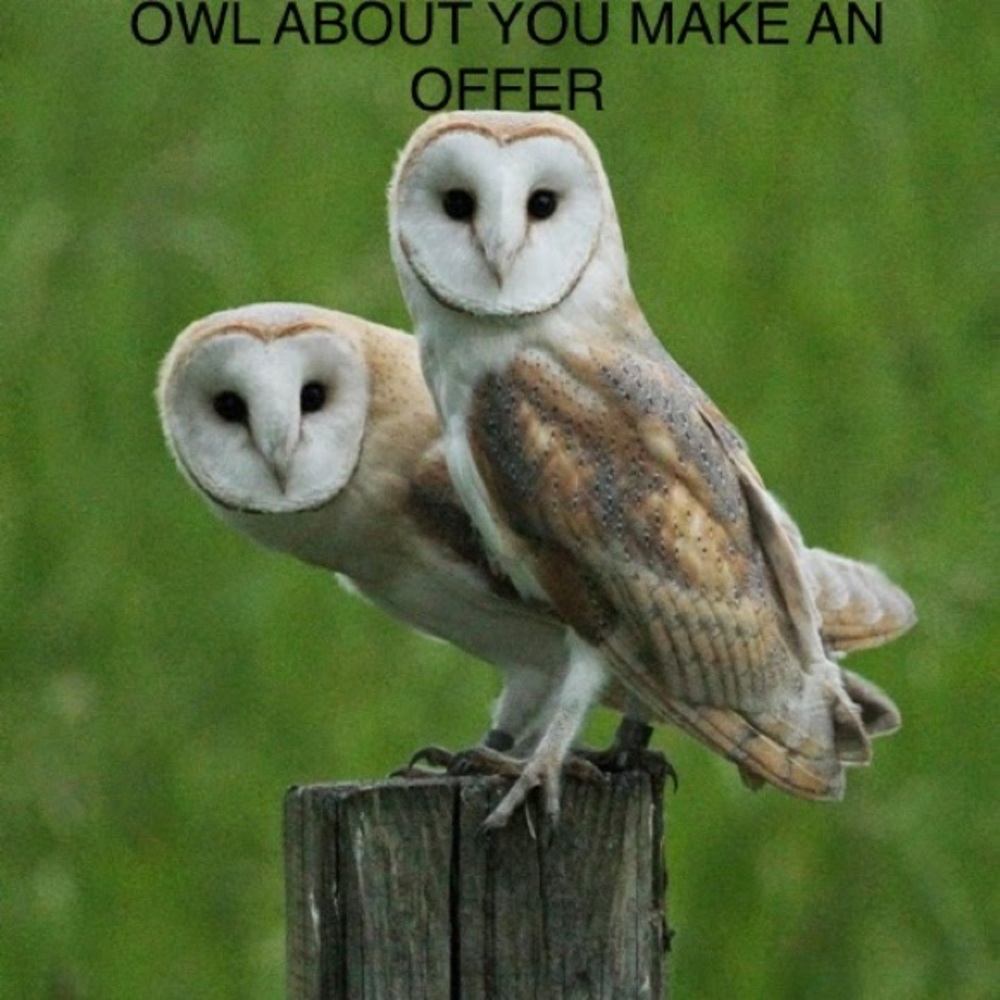 ⭐️HOOT⭐️ There it is...